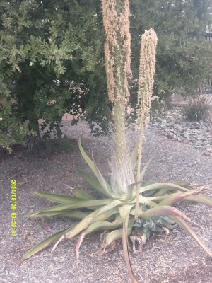 DSCF0109.JPG