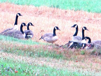 Geese gleaning.JPG