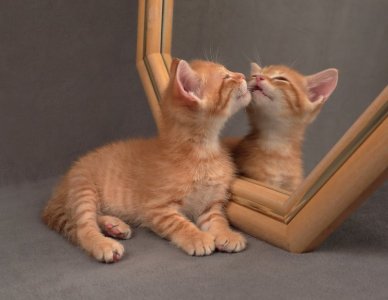 cattitude self love.jpg