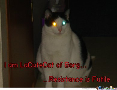 borg-cat.jpg