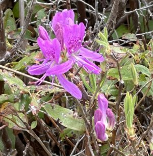 IMG_4476.jpeg