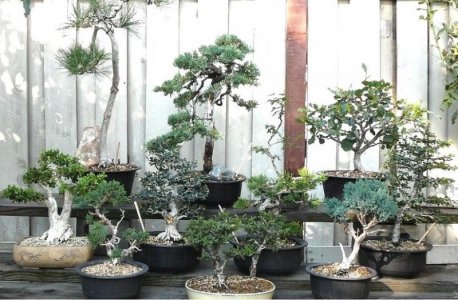 family tree bonsai.jpg