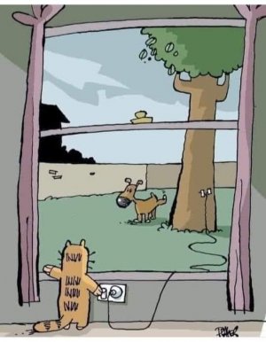 CatsVsDogs.jpg