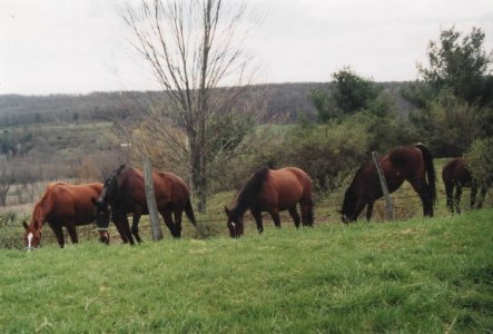 wild_horses.jpeg