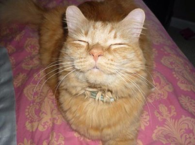 cattitude smile.jpg