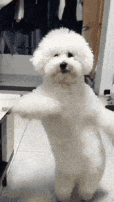 dancing-dog-1.gif