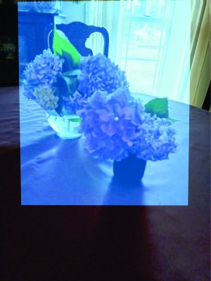 Hydrangea.jpg