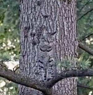 cat tree.jpg