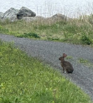 IMG_4565.jpeg