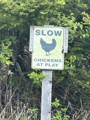 IMG_4602.jpeg