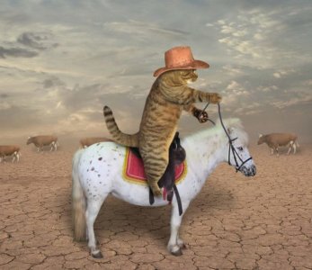 catcowboy.jpg