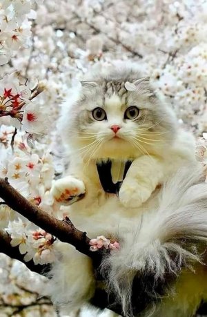 cattitude spring.jpg