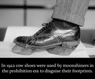 cowshoes.jpg