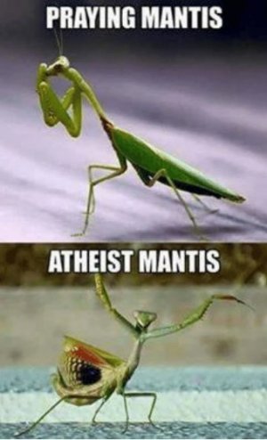 bugs.jpg
