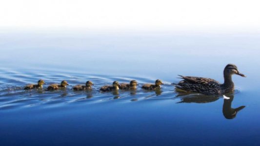 101421_EC_duck-physics_feat-1030x580.jpg