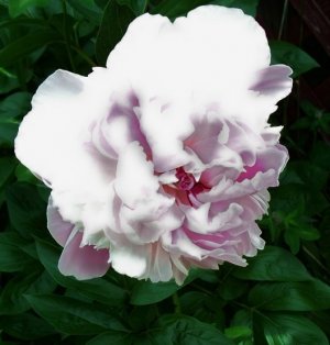 peony 6-2-24.jpg