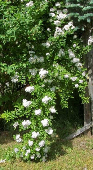 wild roses 6-2-24.jpg