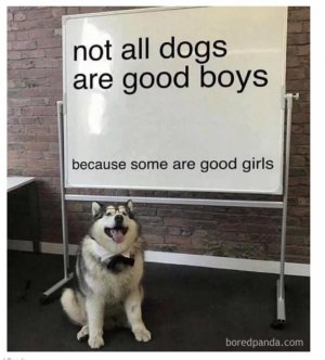 all dog.jpeg