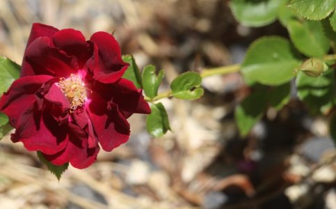 deep red.jpg