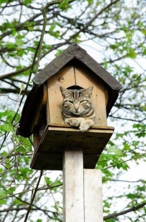 cattitude house.jpg
