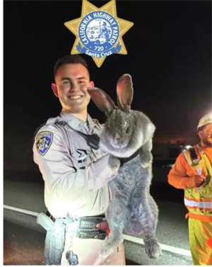 x1 rabbit.jpg