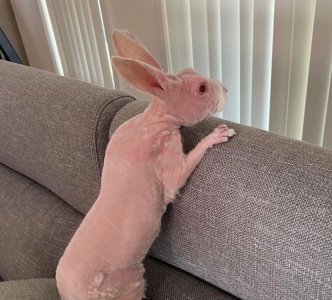 bigglesworth2.jpg