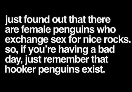 penguins.jpg