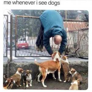 seeing dogs.jpg