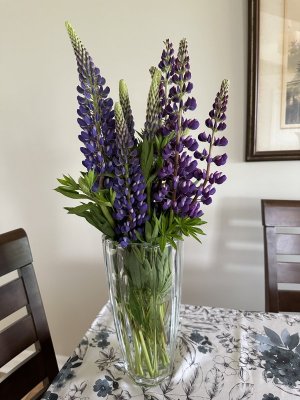 IMG_4712.jpeg