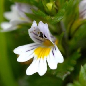 Eyebright-1.jpg