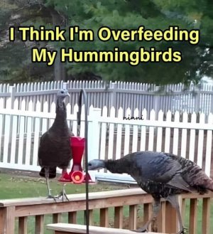 overfeeding.jpg