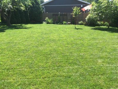 Back Yard Spring 2024.jpg