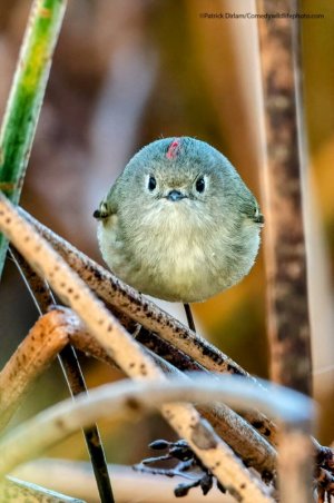 comedy-wildlife-photography-contest-2021-35-612f4d6325bf0__880~2.jpg