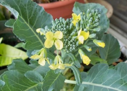 broccoli.jpg