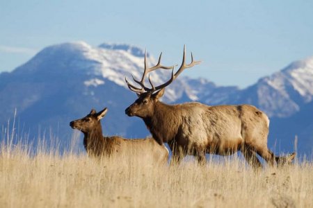 060924elk.jpg
