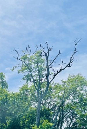 IMG_0995.jpeg