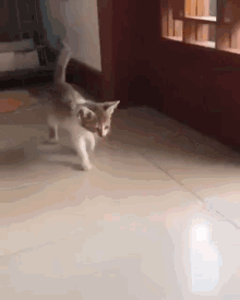 kittydown.gif