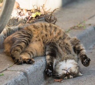 cattitude stairs.jpg