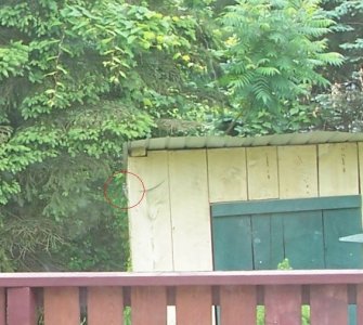 woodpecker.jpg woodpecker.jpg