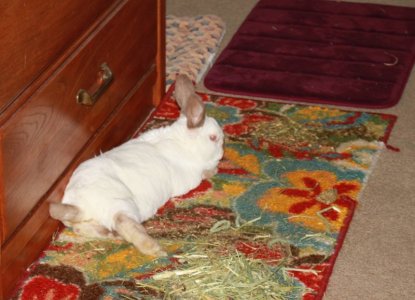bunny.JPG