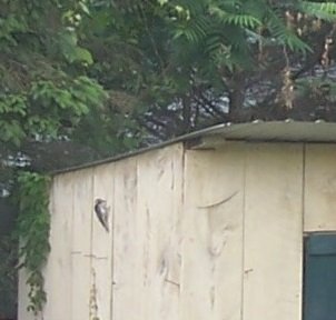 woodpecker2.jpg woodpecker2.jpg