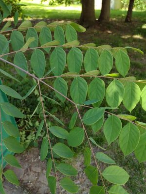 Plant 2.jpg