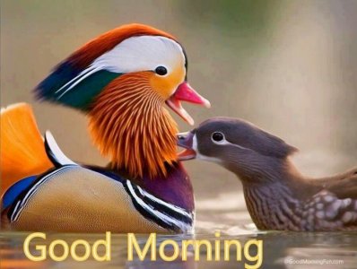 ducks4.jpg