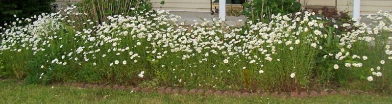 daisies1.jpg