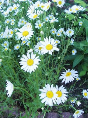 daisies2.jpg