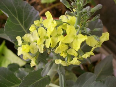 broccoli.jpg