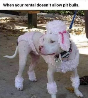 pitbull.jpg