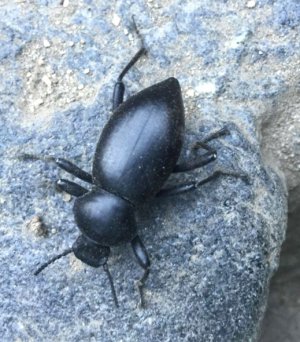 darkling_beetle_1.jpg darkling_beetle_1.jpg
