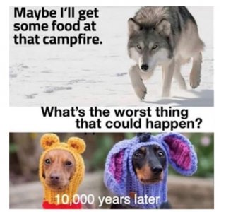 dogs now.jpeg