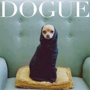 animal4.jpg
